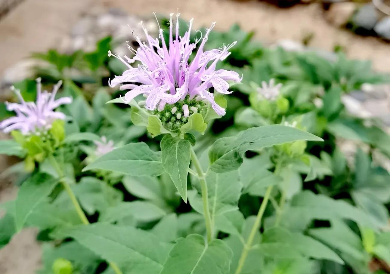 我的花草日记——顶着烈日开放的美国薄荷,坚守着一份清凉舒爽