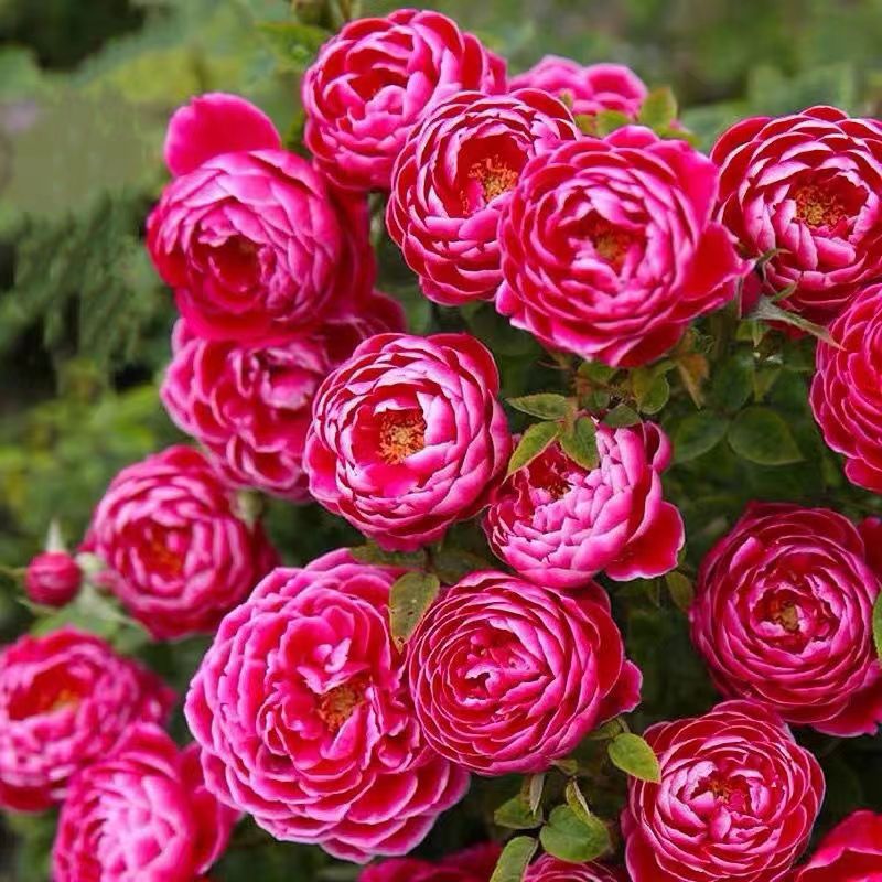 玫瑰花艳丽品种,带香味的橘黄色玫瑰花品种