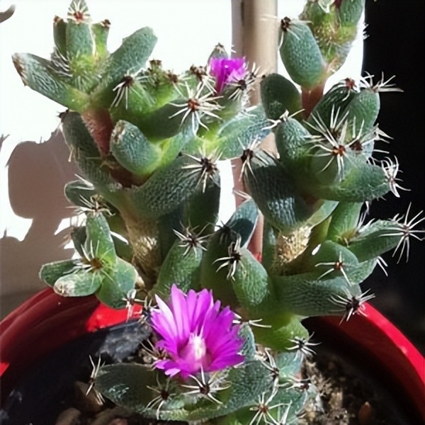 102个大类近500个多肉植物图片，都极其美丽，建议在家中也养一盆