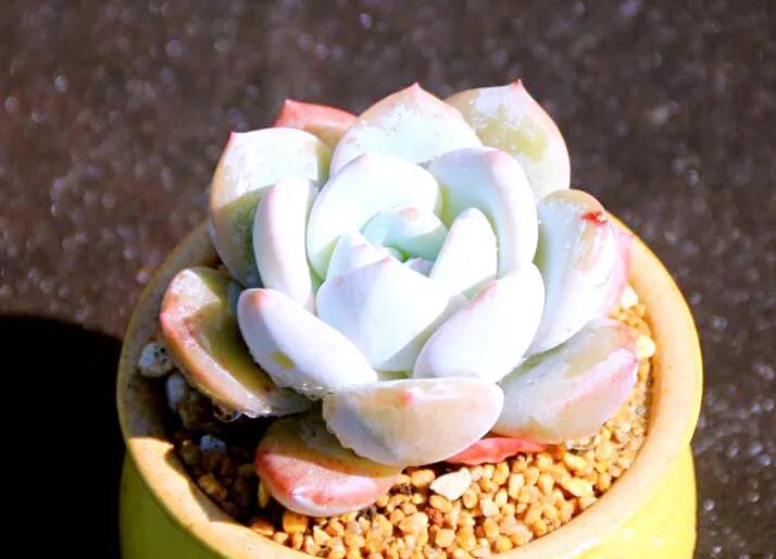 又美又仙的多肉,多肉植物100年的老桩奥普琳娜