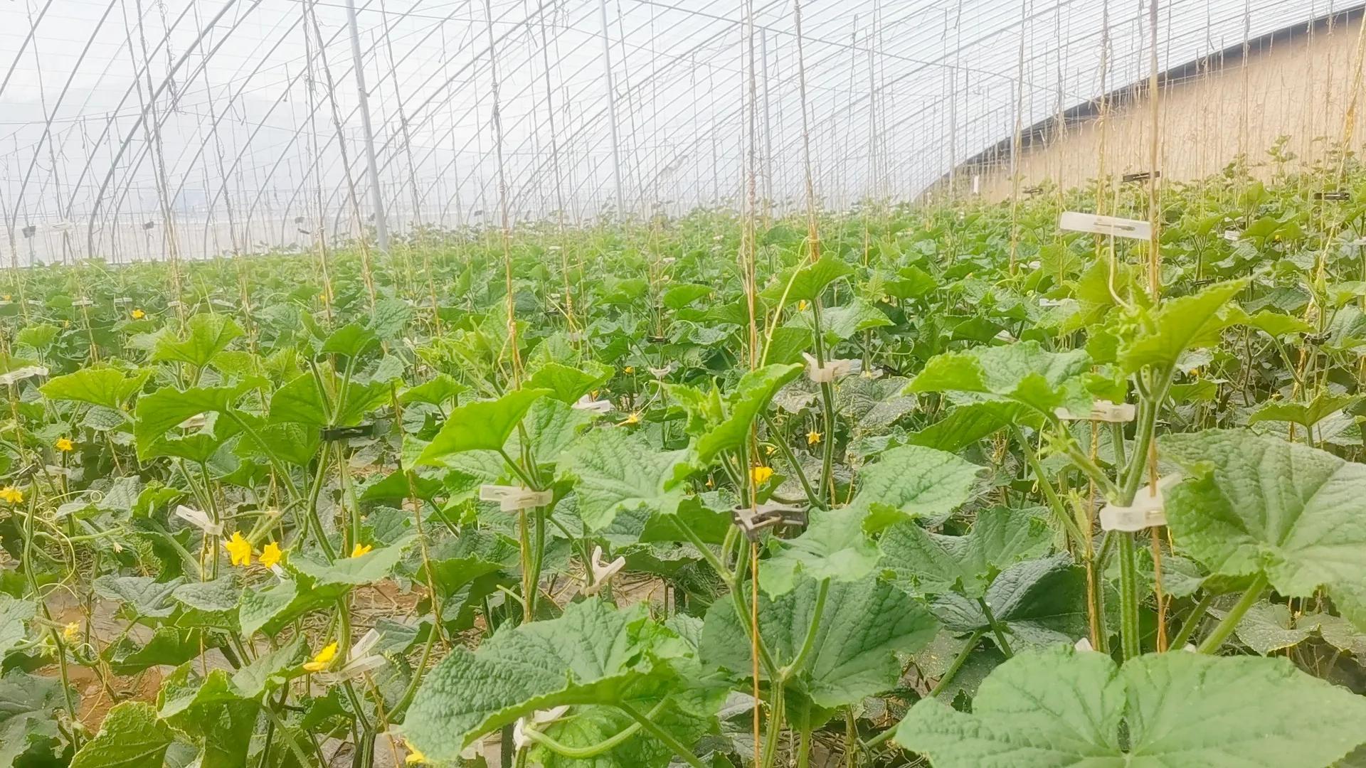 黄瓜啥时可以整枝打杈,黄瓜打杈子的正确方法