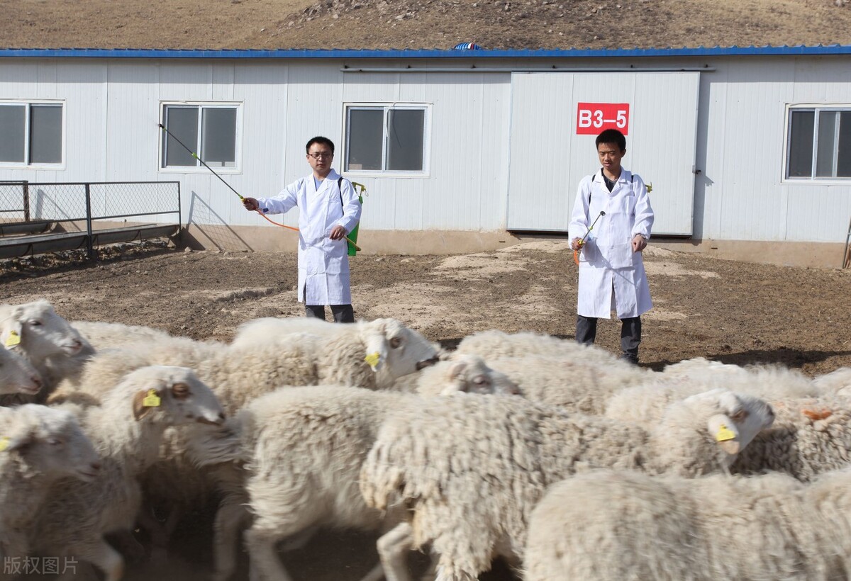 羊身体腐烂长虫怎么处理,羊突然一直转圈简单治疗