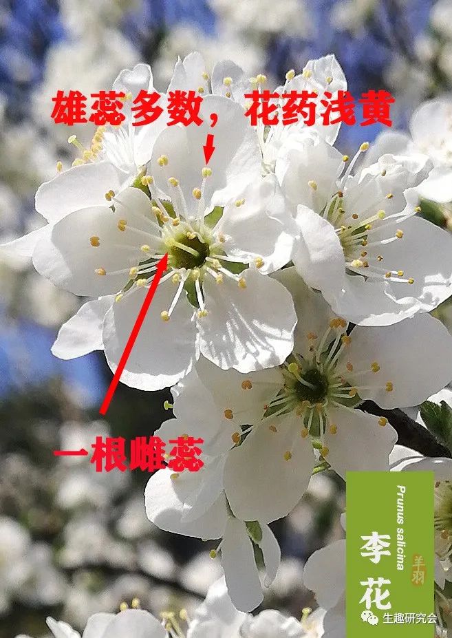 九种春花辨别,常见春花极简识别法