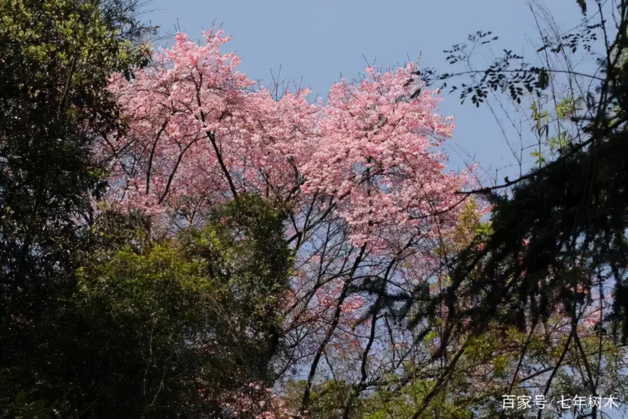 开花植物大全100种,实用分享30款小型开花树种介绍