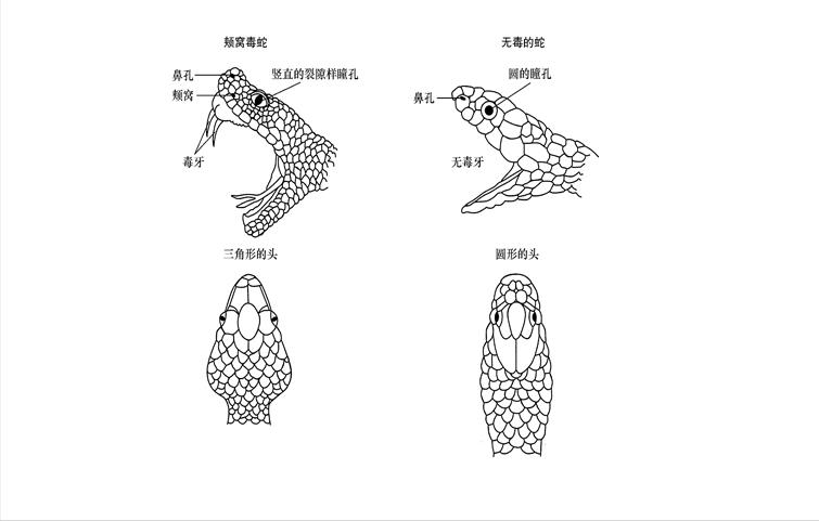海南巨蟒为报恩甘愿当保姆,两名男子救下巨蟒