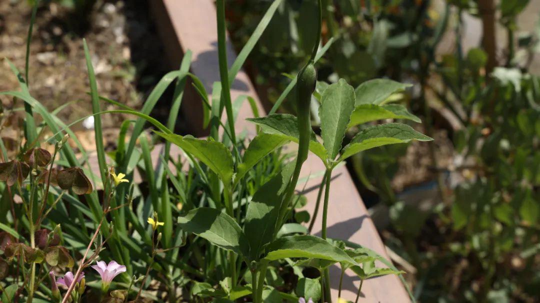 一味奇妙的中药，不仅能止咳化痰、消肿散结，还能抗肿瘤、降血脂