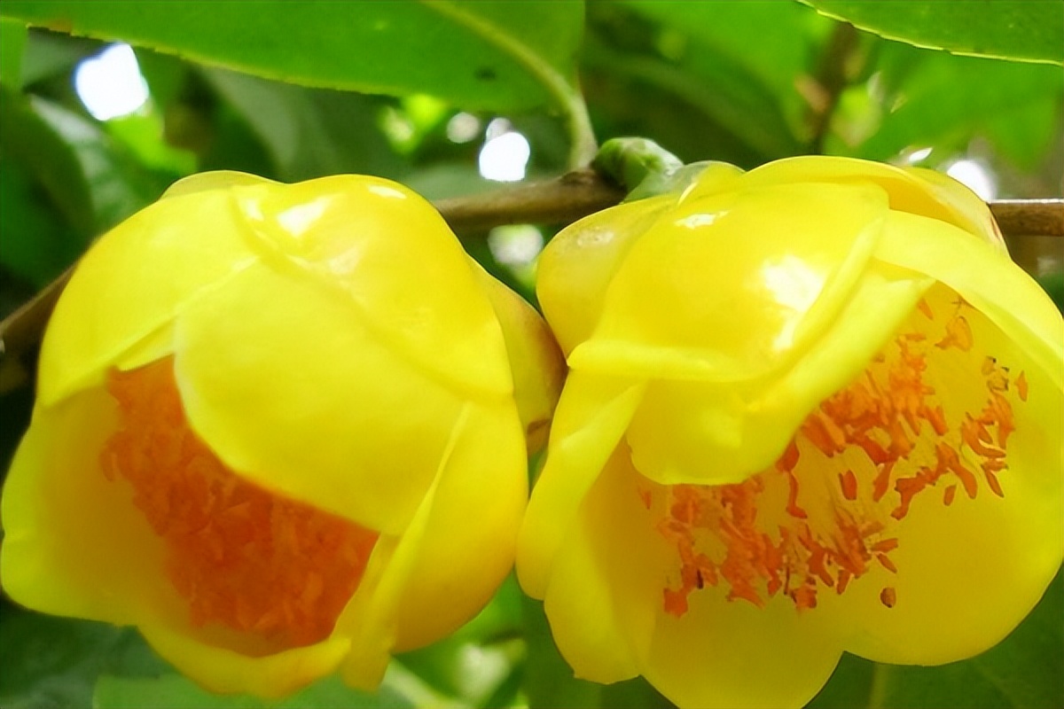 金花茶具有六大器官吗,金花茶属于什么属性