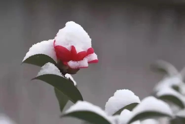 #草木有趣|雪里开花到春晚，不是寻常儿女花