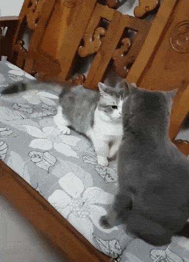 短腿猫优点,短腿猫好养活吗