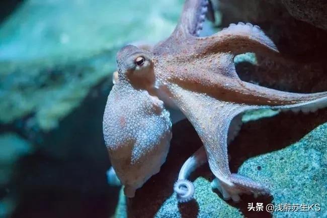 欧罗巴含水量 (太阳系含水的星体)