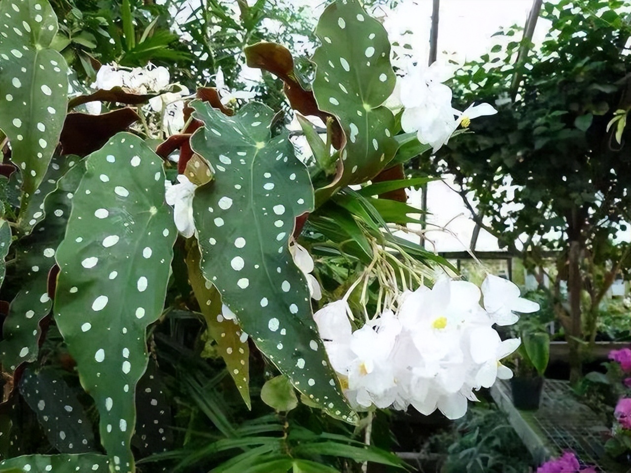 好养的喜阴花有哪些室内,最适宜室内养殖喜阴的花