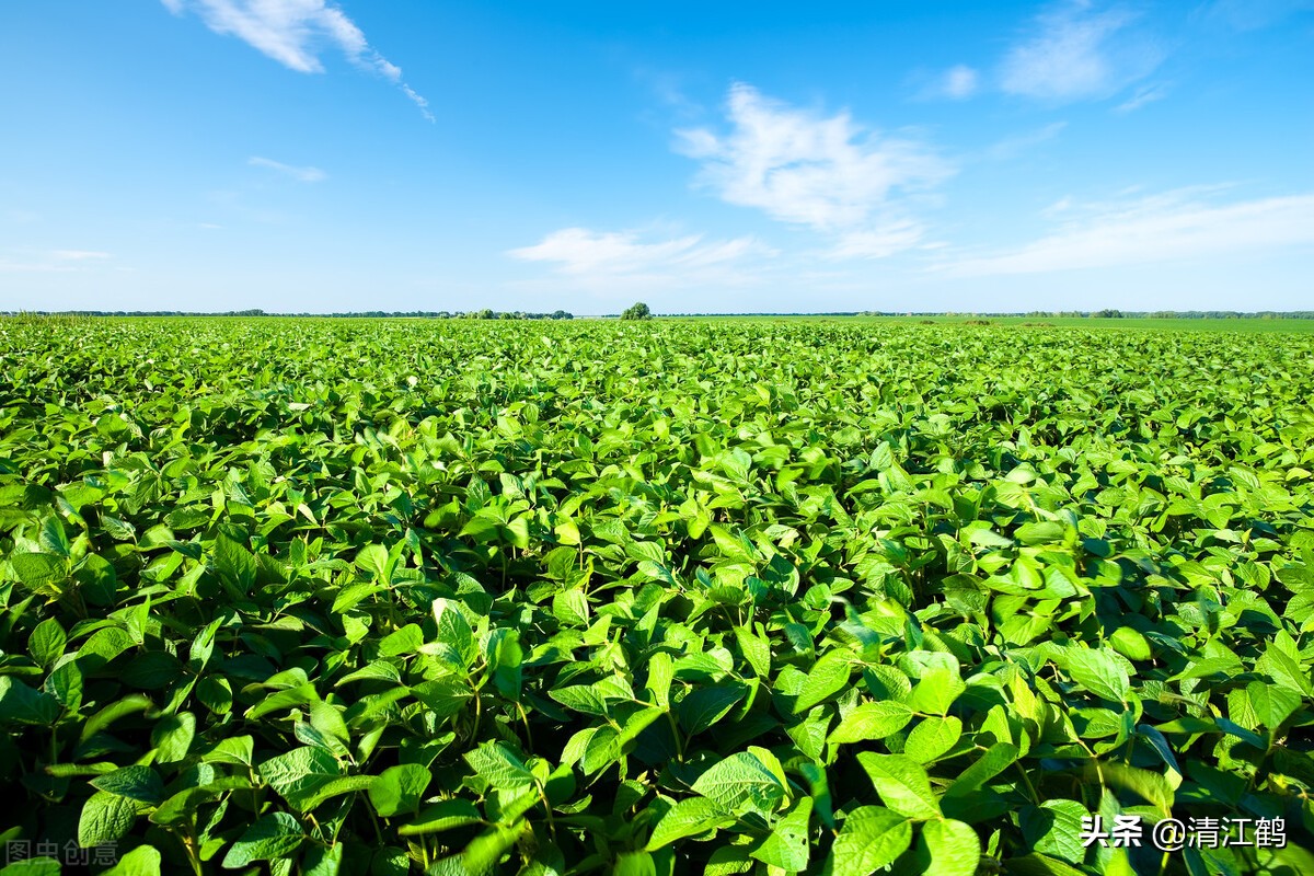 豆类除草剂哪种最好使,豆类除草剂哪种最好最安全