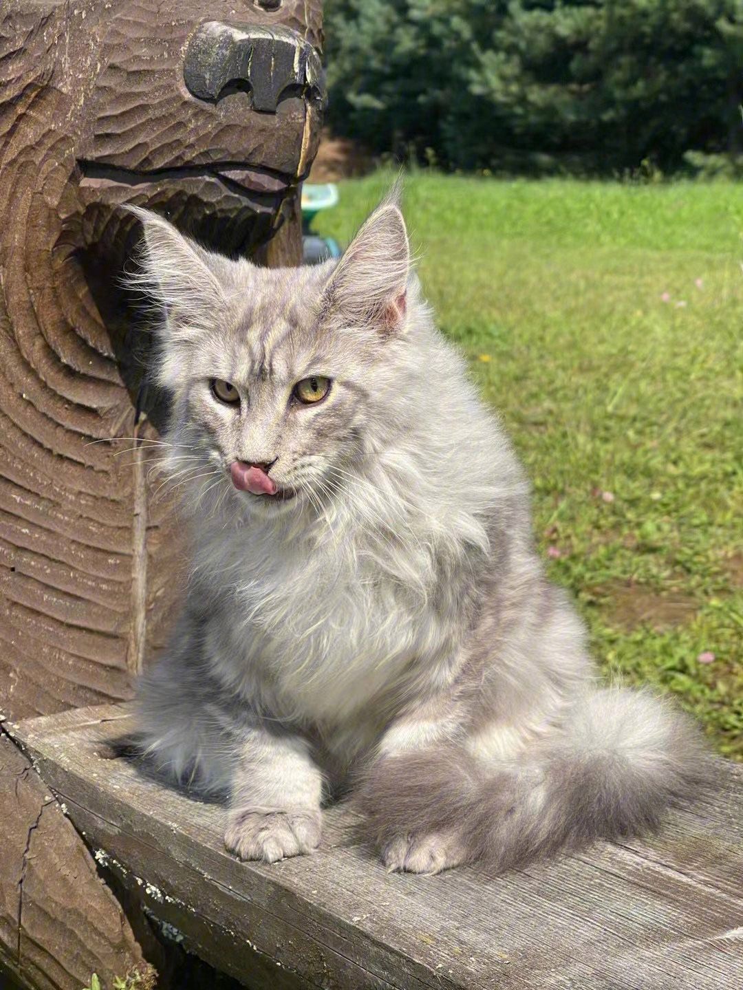 猫界缅甸猫,猫界顶流缅因猫到底有啥魅力