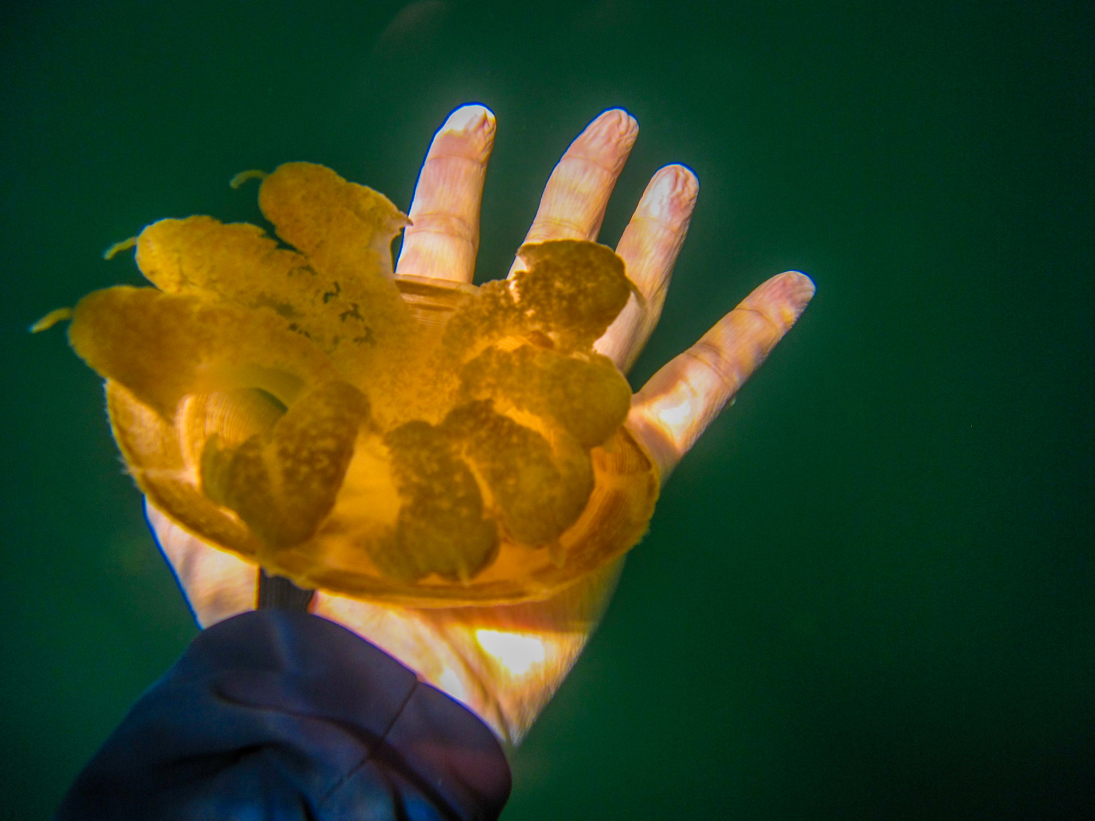 上帝的水族箱,上帝的鱼缸马尔代夫