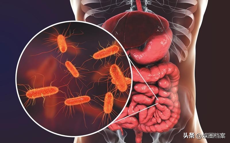 探究东部黑犀牛，激素代谢物和卵巢周期阶段肠道中微生物群的反应