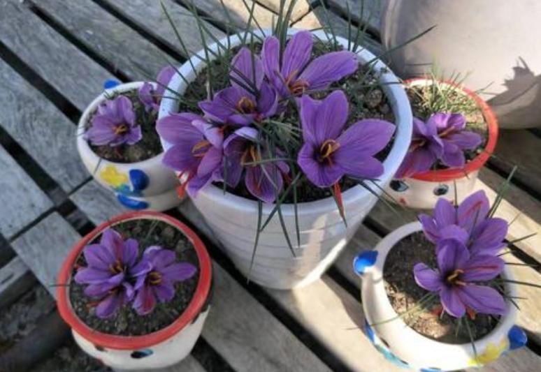 什么种球适合冬天开花,适合冬季种植的种球花卉