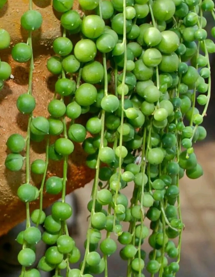 5种花漂亮又养人,5种花好养又漂亮