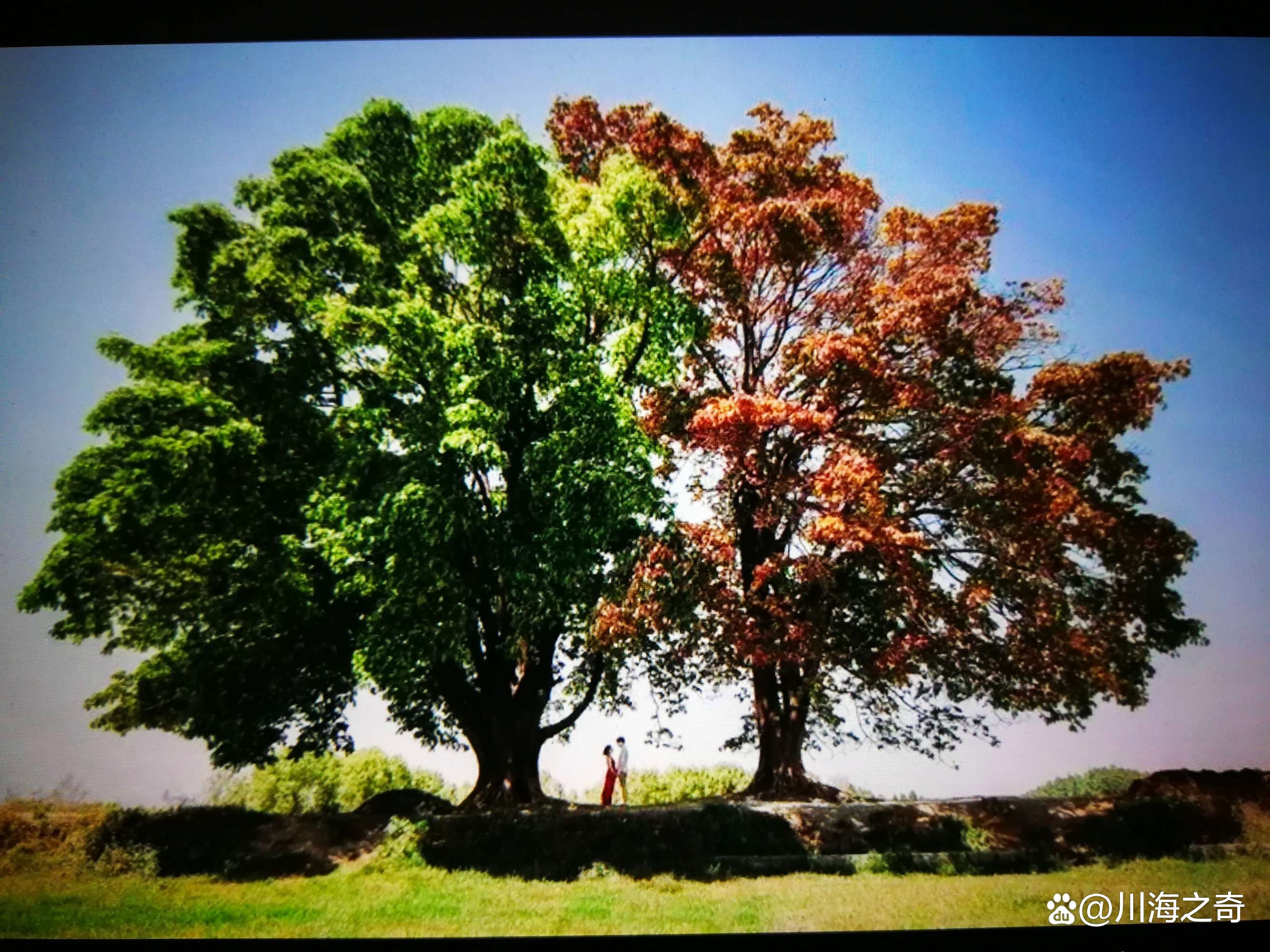 三观最正的爱情书单,致橡树否定三种庸俗的爱情观