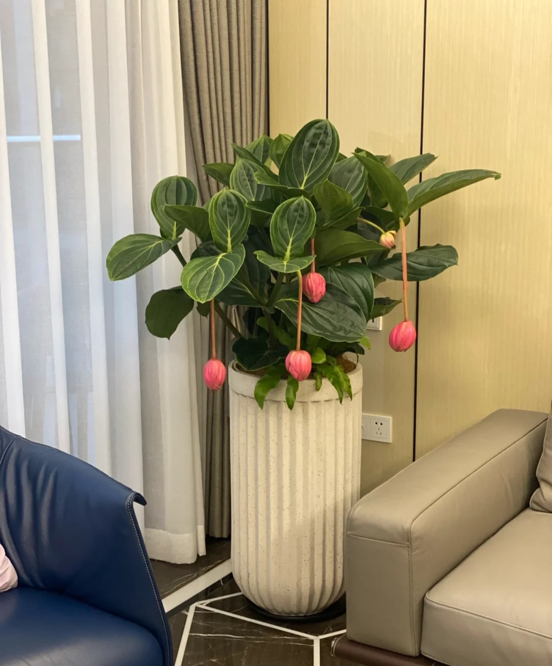 最美花王,花王宝莲灯