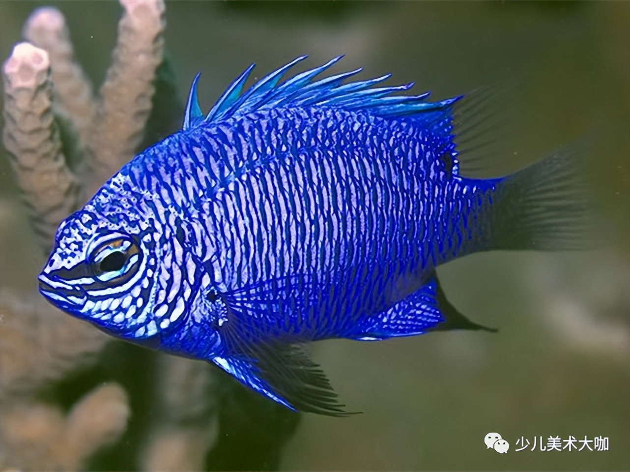 深海鱼群美术课件,深海里的鱼群美术教案