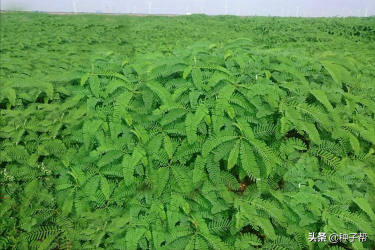 田菁绿肥作用,田菁盐碱地