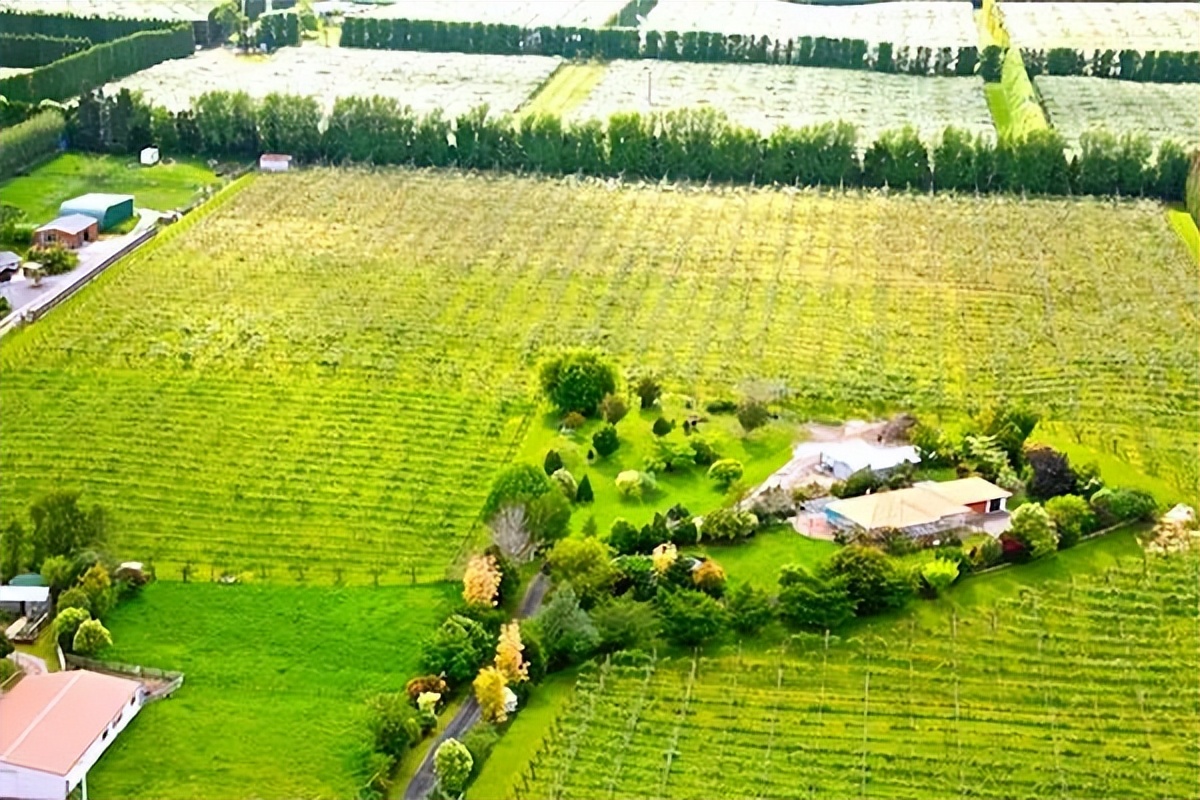 新西兰蒂普基猕猴桃特色小镇，如何实现从区域品牌到享誉世界？