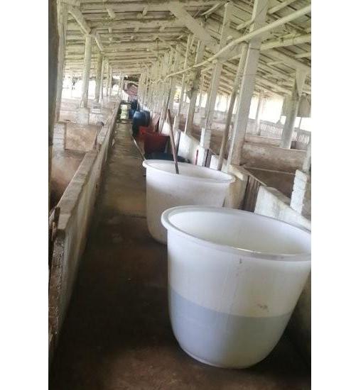 断奶母猪不吃食腿疼,断奶母猪不受孕