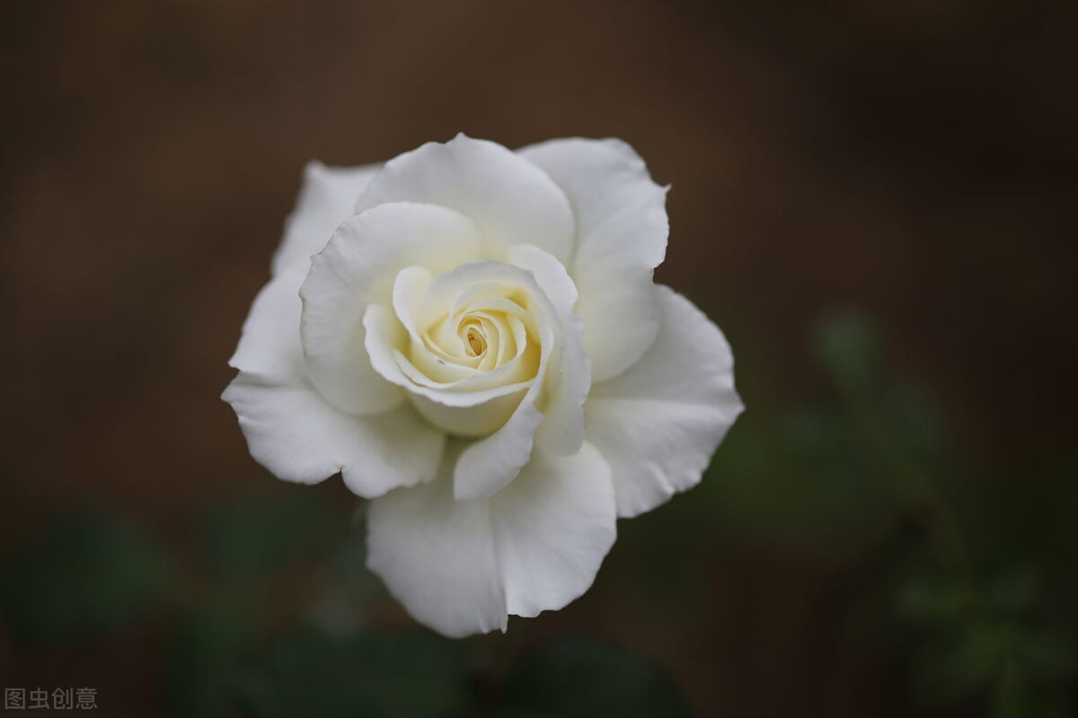 推文姜之鱼,新婚燕尔姜之鱼小说书单推荐