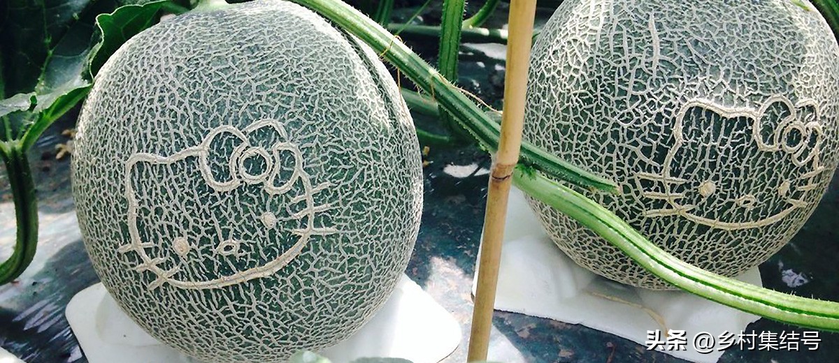 棣欐腐鐨刪ellokitty鍐滃簞,hellokitty鍐滃簞鍥剧墖