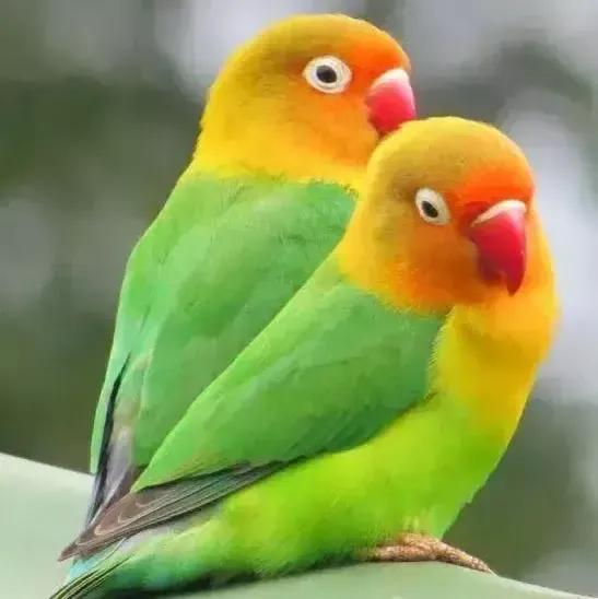 奇怪的小鸟视频,稀奇古怪的鸟