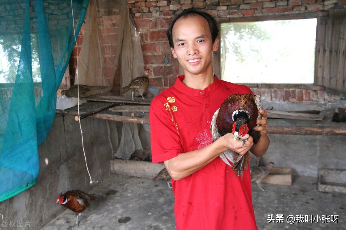 现在大学生都在农村干什么,农村大学生回农村能干点啥