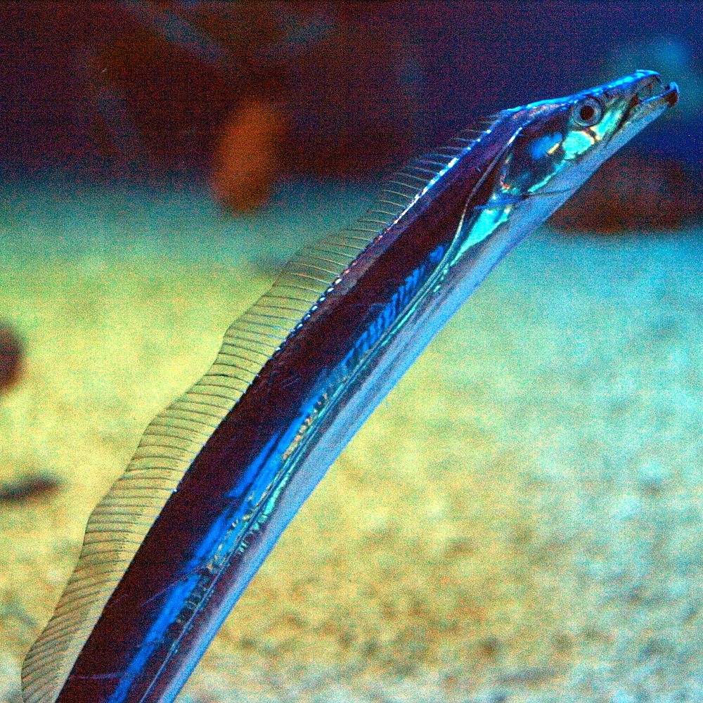 带鱼为什么无法人工养殖,捕捞的带鱼为什么都不活