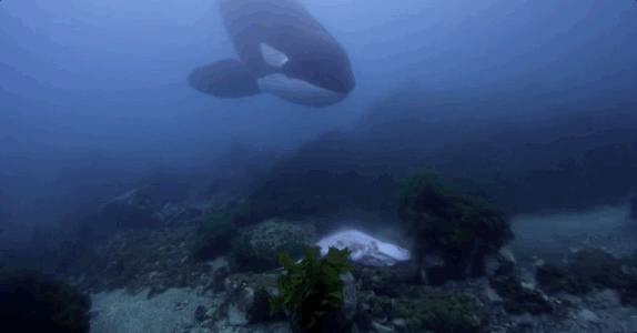 发现罕见的鲸鱼,最新发现的巨大鲸鱼