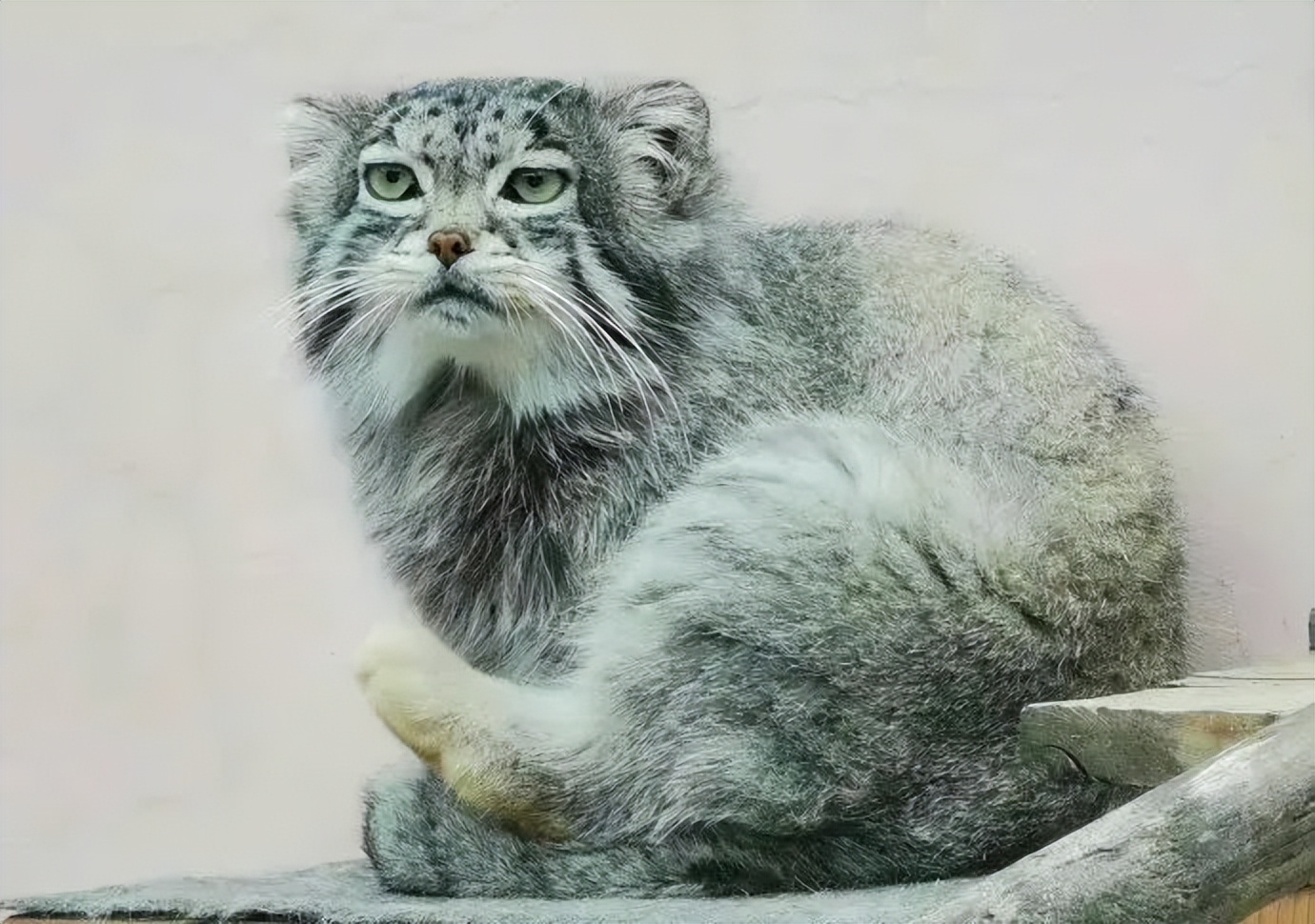 中国首只人工繁育兔狲离世,兔狲思邈怎么死了