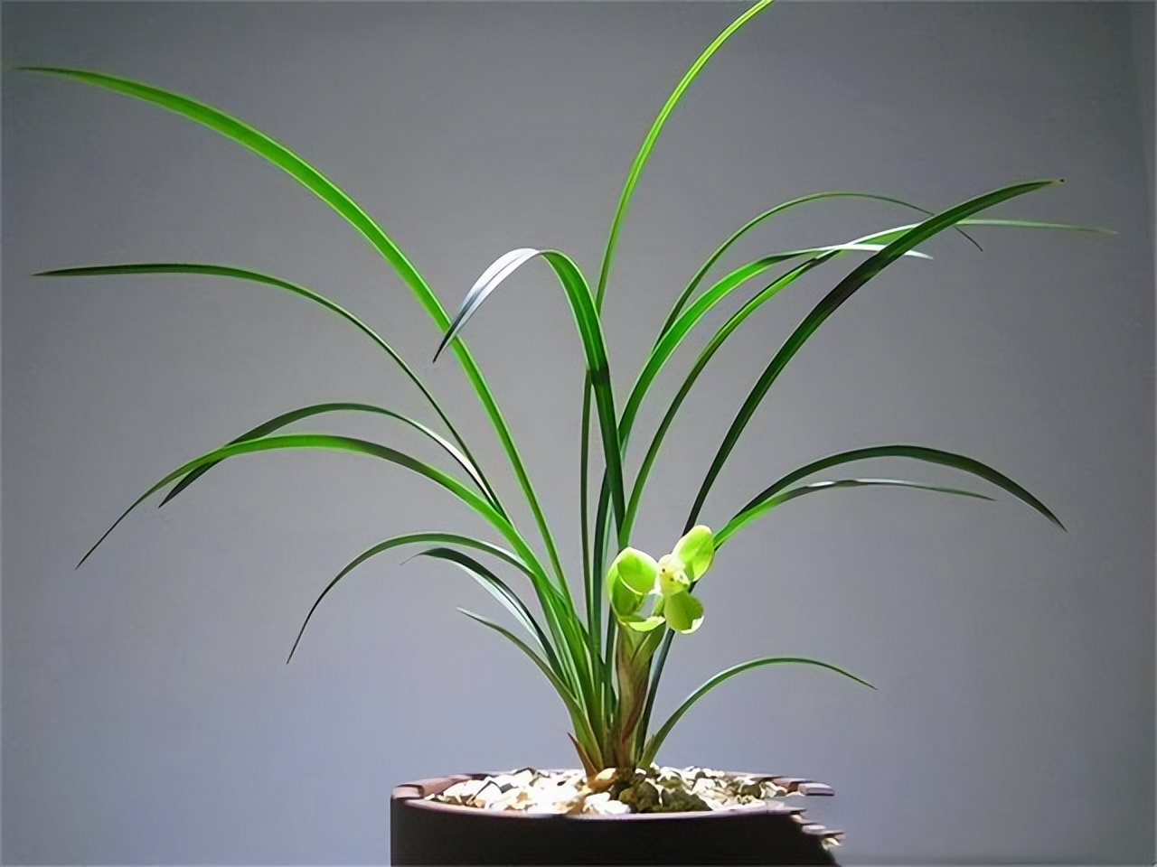 为什么兰花受这么多人吹捧,兰花为什么这么受欢迎