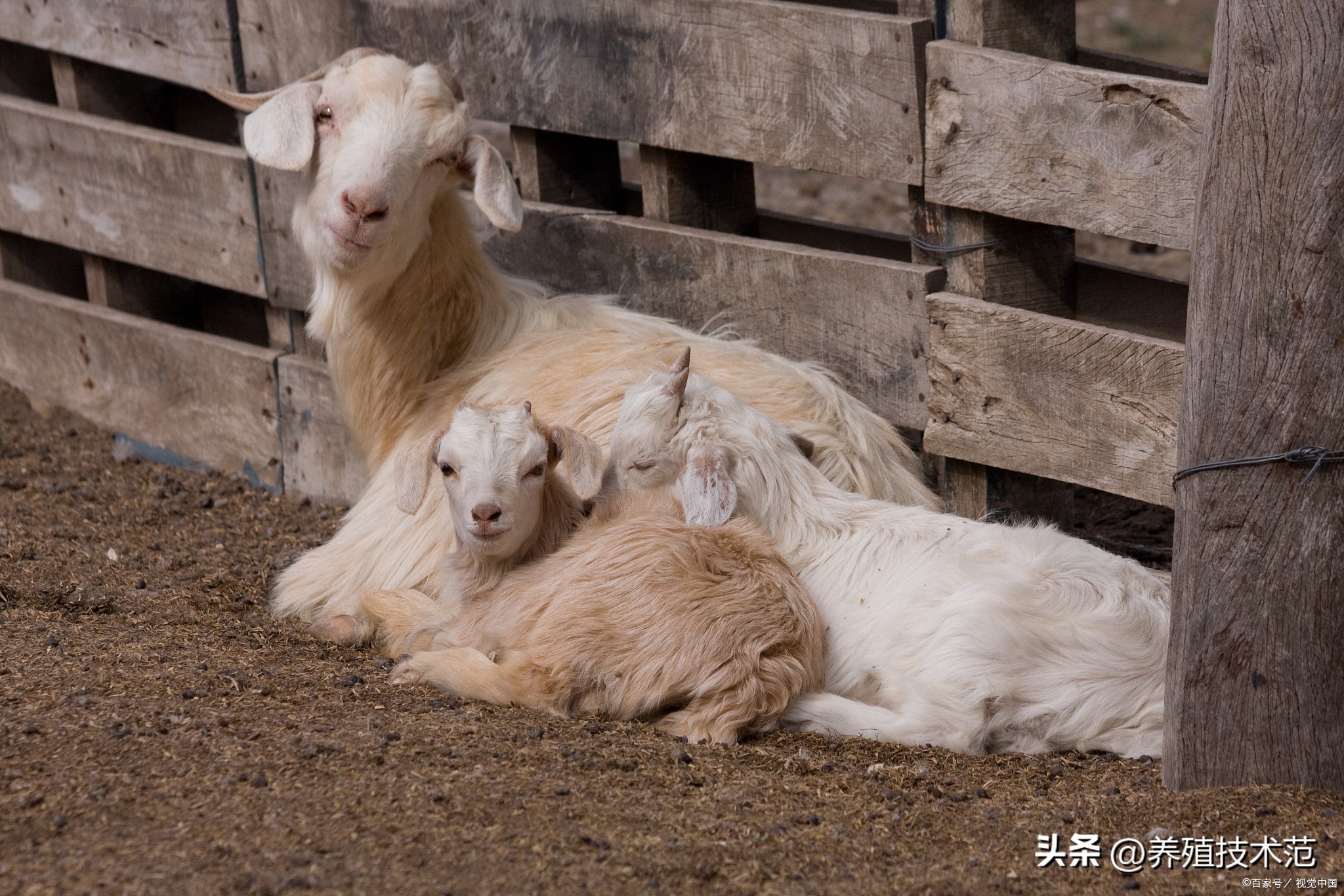 羊羔135天出生能活吗,羊羔从一出生就不吃母乳能养活吗