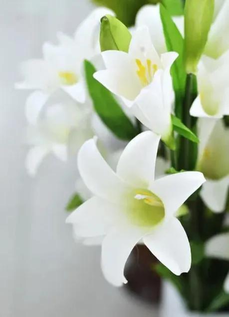 纯洁的百合花图片大全,纯洁的百合花