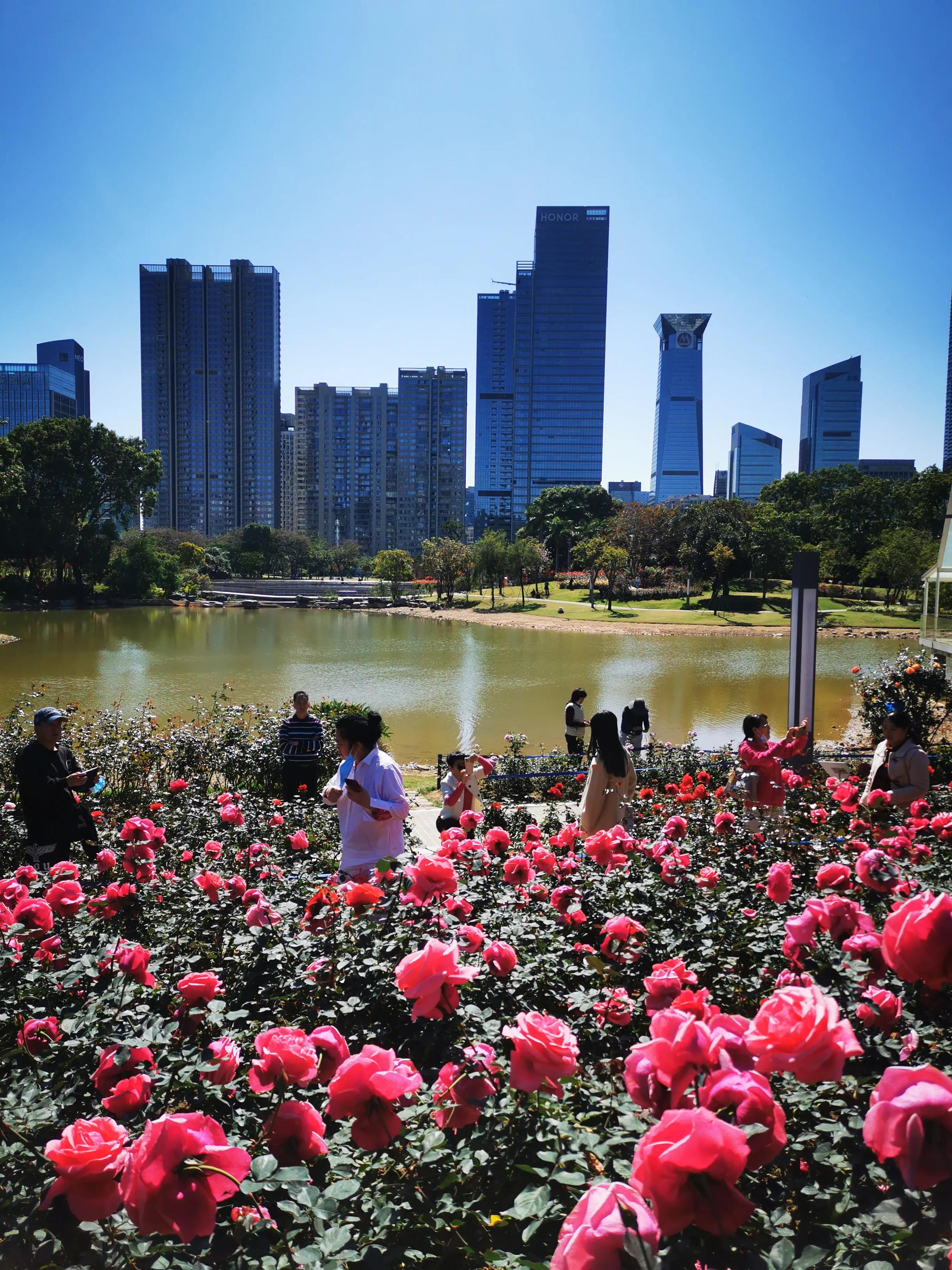 这才是深圳最值得打卡的十大景区,深圳莲花山公园赏花打卡地推荐