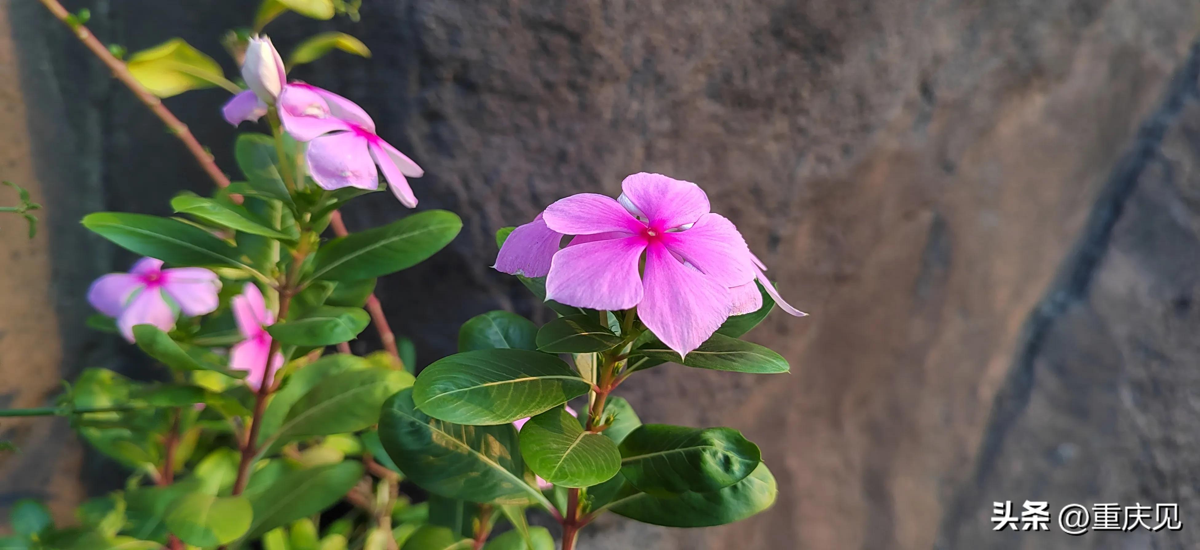 重庆可靠的牙科诊所都有哪些,好牙科诊所