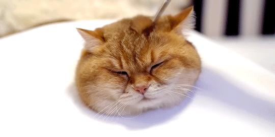 胖的人减肥太快了会引起糖尿病,肥胖的人得糖尿病怎么减肥