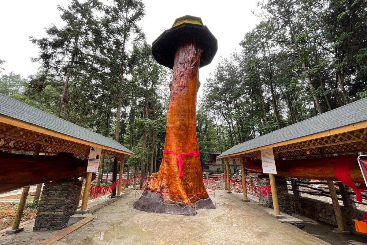 一棵树25亿金丝楠木凭什么这么贵,价值连城金丝楠木为什么没人种