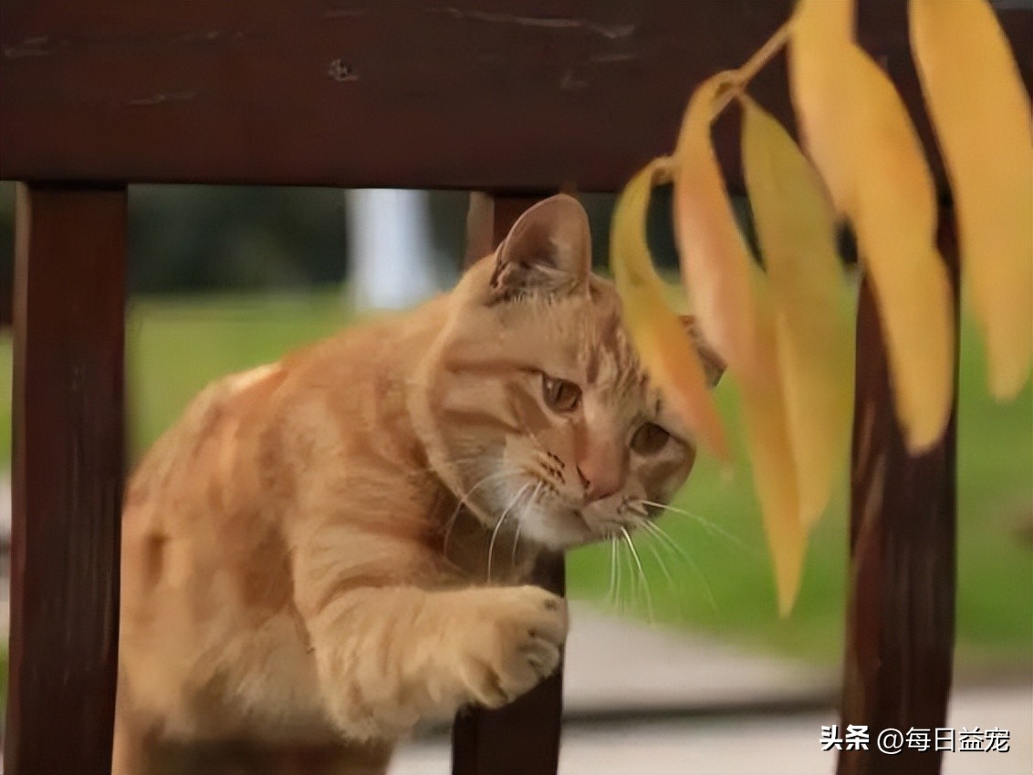 细数有关橘猫的7个冷知识,你对猫的了解200字