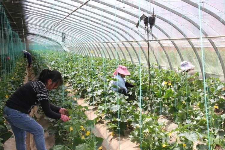 四川理塘海子山规划,理塘县生态农业发展中心