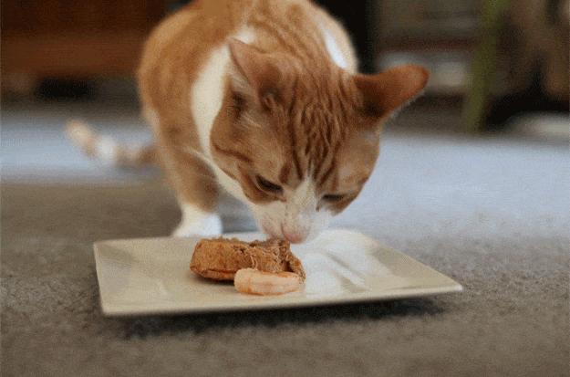 猫咪在家生宝宝后怎么照顾小猫,猫咪在家生小猫好不好