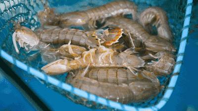 韭菜皮皮虾,皮皮虾及梭子蟹骗局