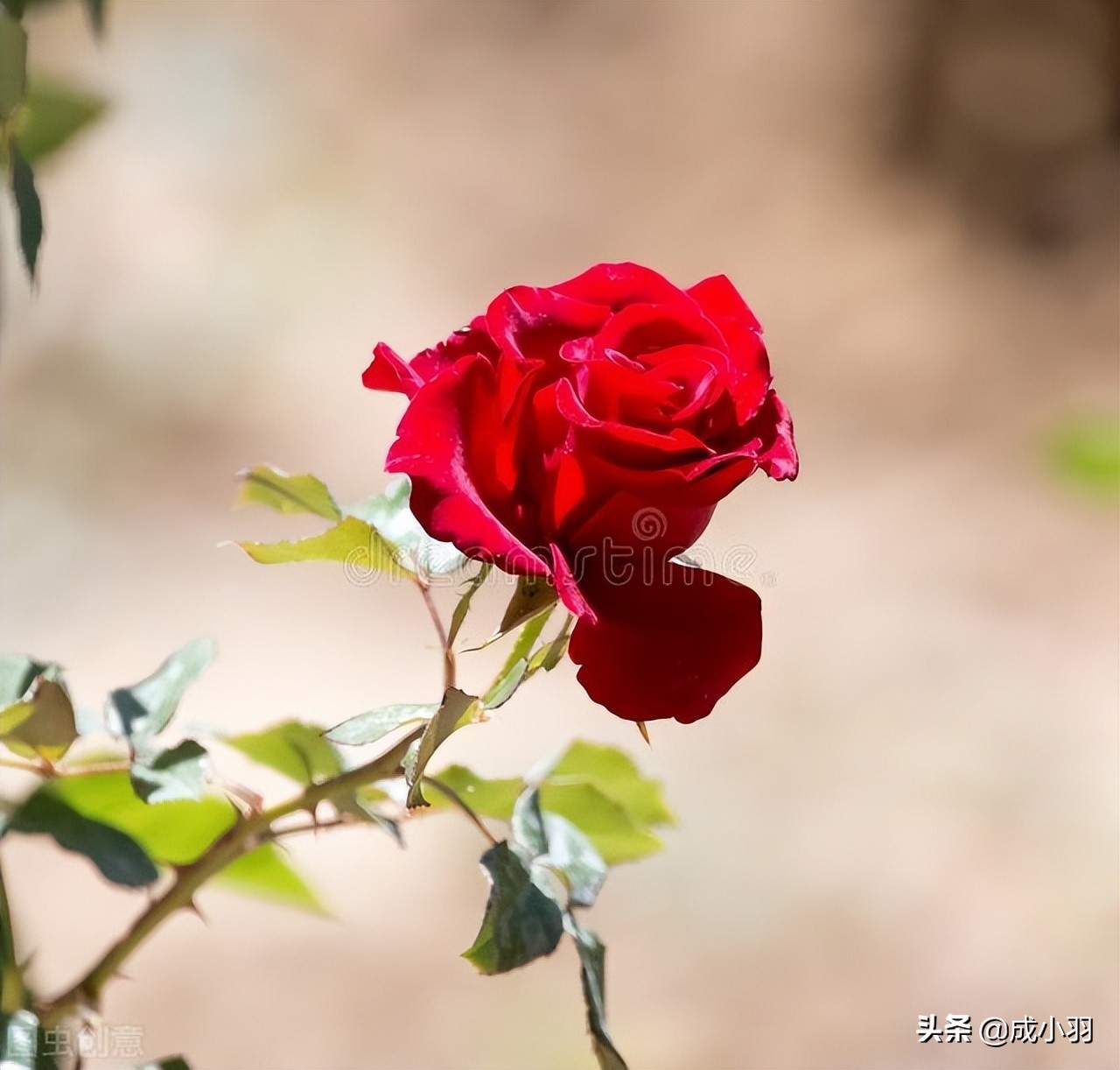 高情商女人如何正确引导男人付出,高情商的女人如何让男人有成就感