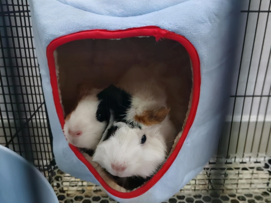 刚出生的荷兰猪怎么去照顾它,怀孕的荷兰猪要单独养吗