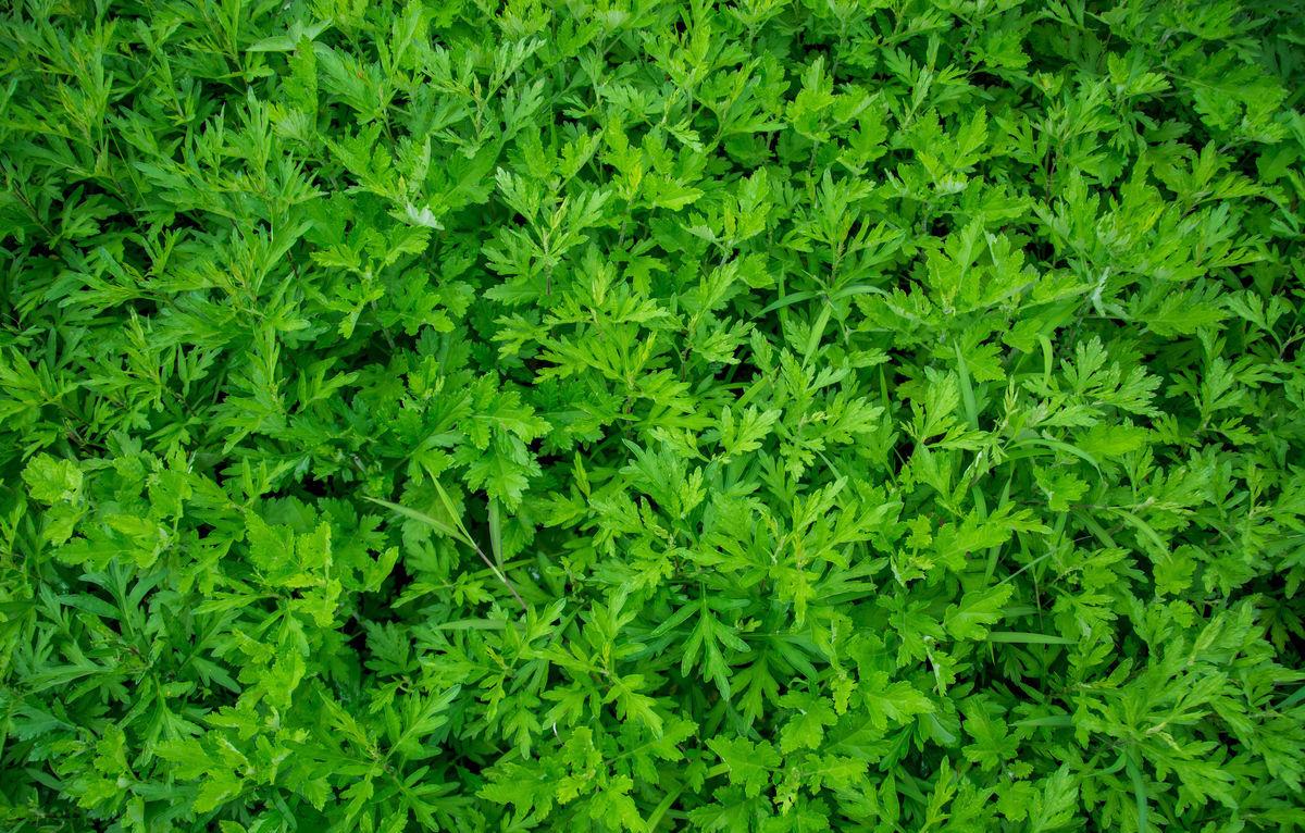 膻中穴的正确读法,膻中穴疼痛的中医辨证