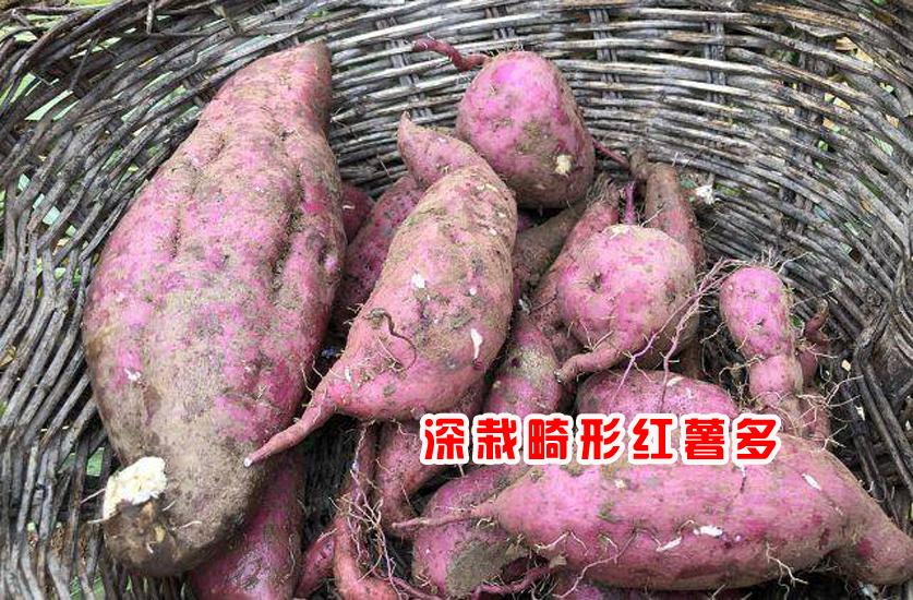 选红薯苗最正确的栽法,红薯苗用什么方法栽高产