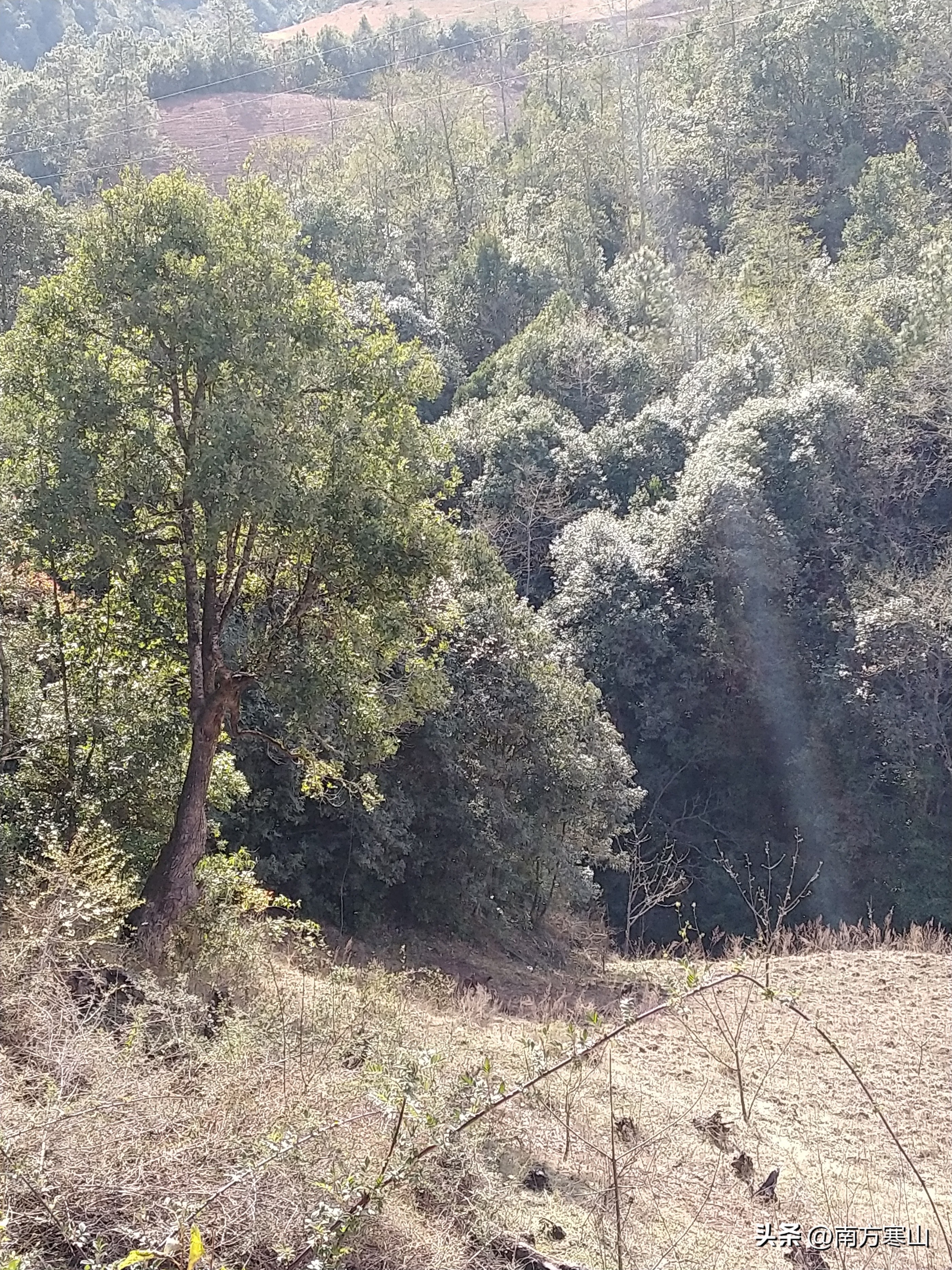 云南野生菌致幻品种,云南野生菌诗句